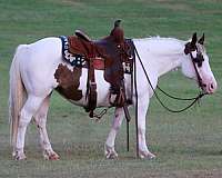 driving-quarter-horse