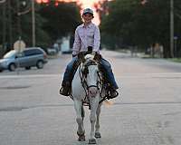 experienced-quarter-horse