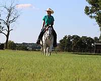 kid-safe-quarter-horse