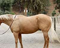 palomino-blaze-horse