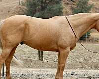 quarter-horse