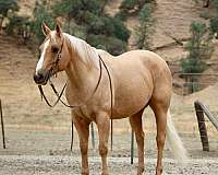 ranch-work-quarter-horse
