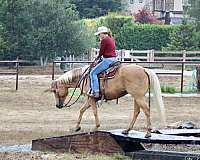 all-around-quarter-horse