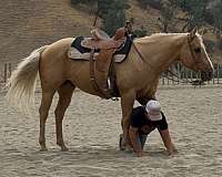 athletic-quarter-horse