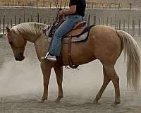 beginner-safe-quarter-horse