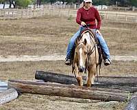 family-horse-quarter