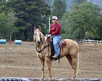 trail-quarter-horse
