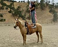 beginner-quarter-horse