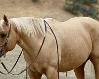 experienced-quarter-horse