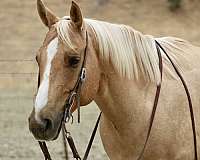 flashy-quarter-horse