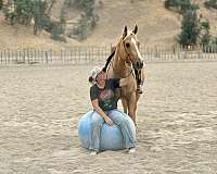 husband-safe-quarter-horse