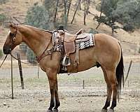 dun-star-horse