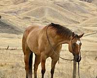 beginner-safe-quarter-horse