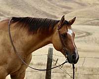 family-horse-quarter