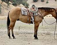 quarter-horse