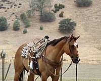 ranch-work-quarter-horse