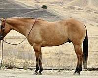 all-around-quarter-horse