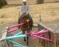 athletic-quarter-horse
