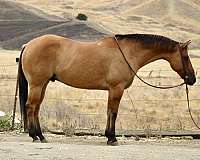 trail-quarter-horse