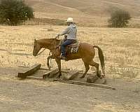 beginner-quarter-horse