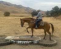 calf-roping-quarter-horse