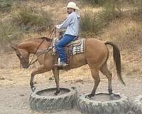 experienced-quarter-horse
