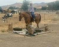 flashy-quarter-horse