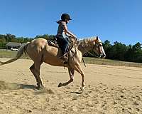quarter-horse-mare