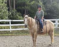 quarter-pony