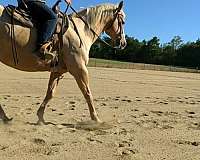 quarter-pony-for-sale