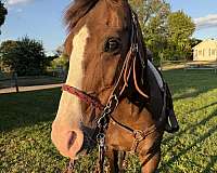 blaze-horse