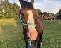bay-blaze-horse