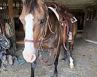 all-around-quarter-horse