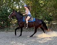 beginner-quarter-horse