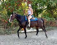 all-around-quarter-horse