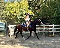 athletic-quarter-horse