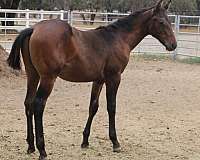 none-horse