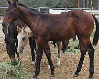 bay-none-horse