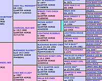all-around-quarter-horse