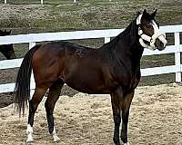 bay-white-nose-horse