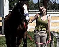 white-nose-horse