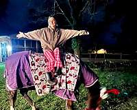 all-thoroughbred-horse