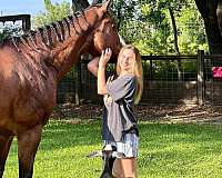 bay-gelding-thoroughbred-horse