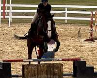 bay-thoroughbred-horse
