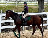 beginner-horse-thoroughbred