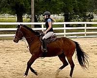 beginner-novice-thoroughbred-horse
