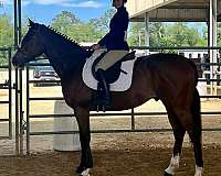 beginner-safe-thoroughbred-horse