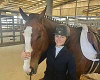 college-thoroughbred-horse