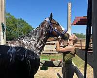 date-thoroughbred-horse