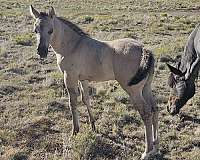 grulla-roan-filly